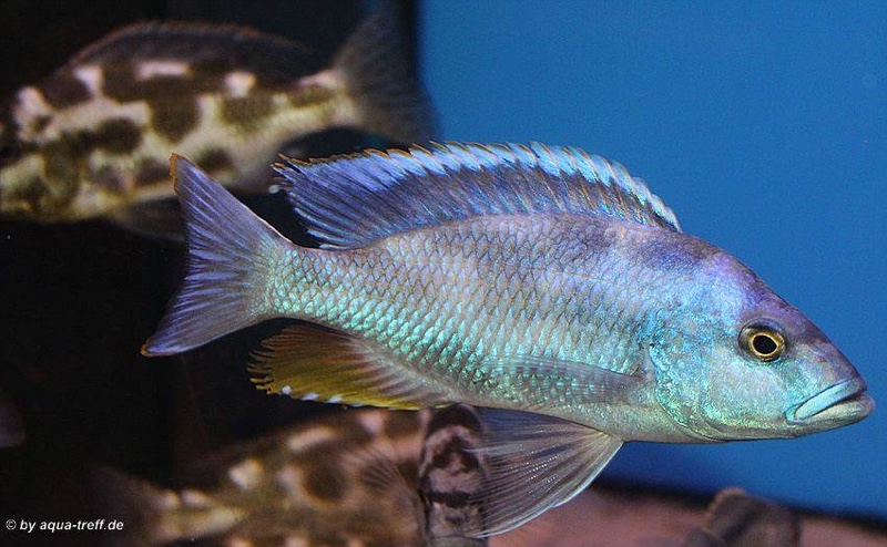 Nimbochromis livingstonii